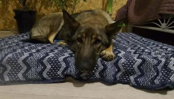 Zuhause gesucht für Lucky