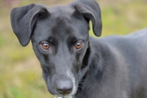 Liebes Mädchen Berta sucht eine Familie