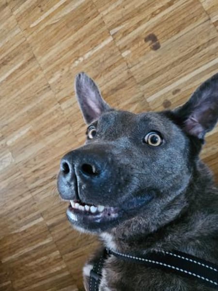 Zauberhafte Kuschelmaus Chloe