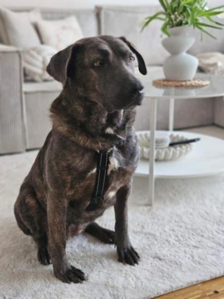 Zauberhafte Kuschelmaus Chloe