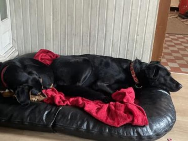 Xenon wünscht sich seine Familie