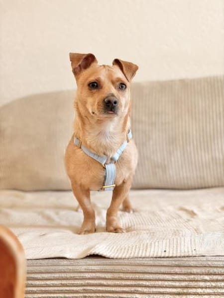 Iggy, sanfter Kuschelfreund, ca. 4 Jahre