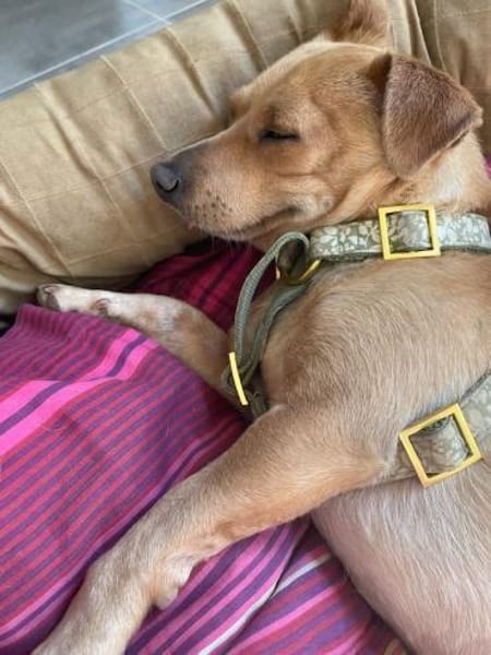 Iggy, sanfter Kuschelfreund, ca. 4 Jahre