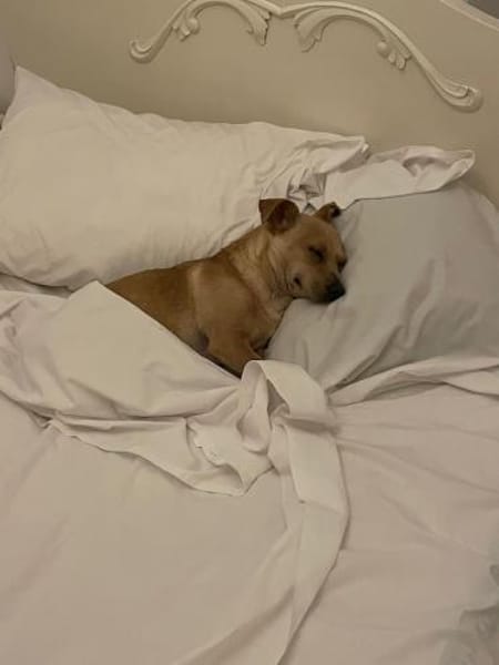 Iggy, sanfter Kuschelfreund, ca. 4 Jahre