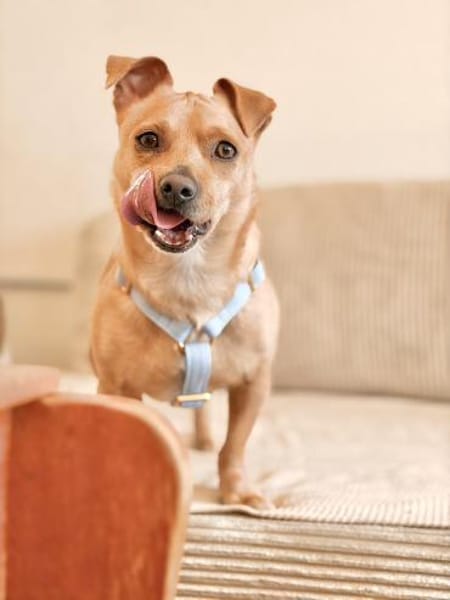 Iggy, sanfter Kuschelfreund, ca. 4 Jahre