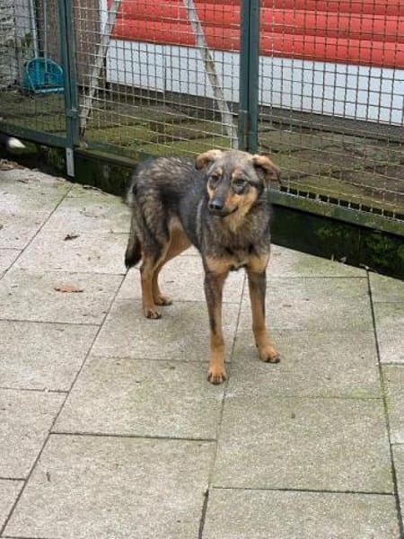 FEE-niedliche, hübsche Jung-Hündin,49 cm