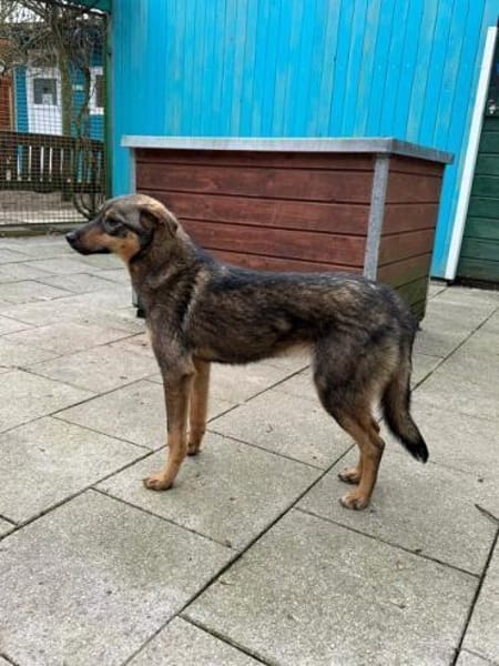 FEE-niedliche, hübsche Jung-Hündin,49 cm