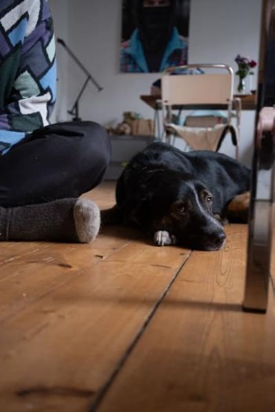 Elian - Toller Herzenshund sucht Zuhause