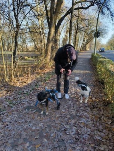 Elian - Toller Herzenshund sucht Zuhause