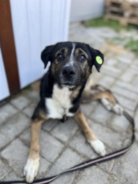 Elian - Toller Herzenshund sucht Zuhause