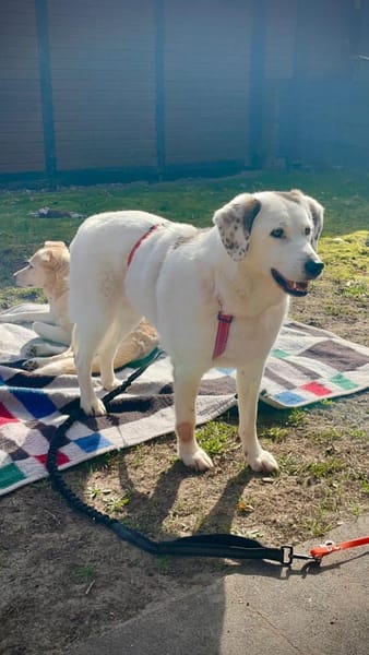 Knuffige Karo sucht ihre Lieblingsmensch