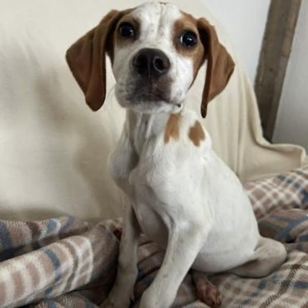 Elmo - toller Junghund sucht Familie