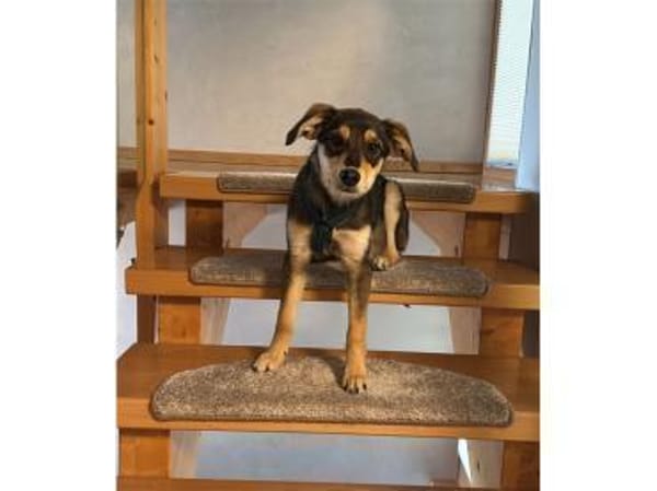 Niclas - wartet in 07751 Großpürschütz