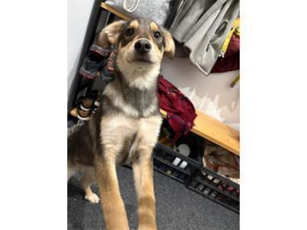 Niclas - wartet in 07751 Großpürschütz