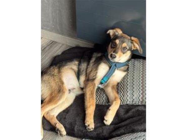 Niclas - wartet in 07751 Großpürschütz