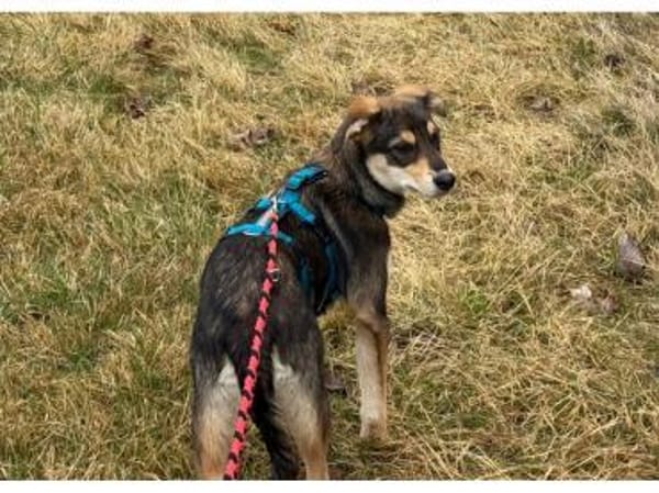 Niclas - wartet in 07751 Großpürschütz