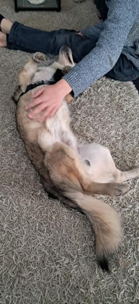 Verschmuster Teddy🌺 sucht sein Heim