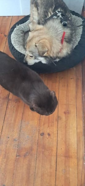 Verschmuster Teddy🌺 sucht sein Heim