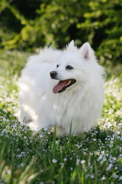 Charlie sucht sein liebevolles Zuhause