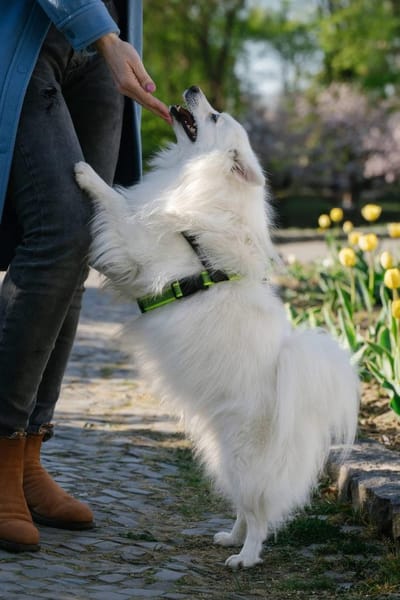 Charlie sucht sein liebevolles Zuhause