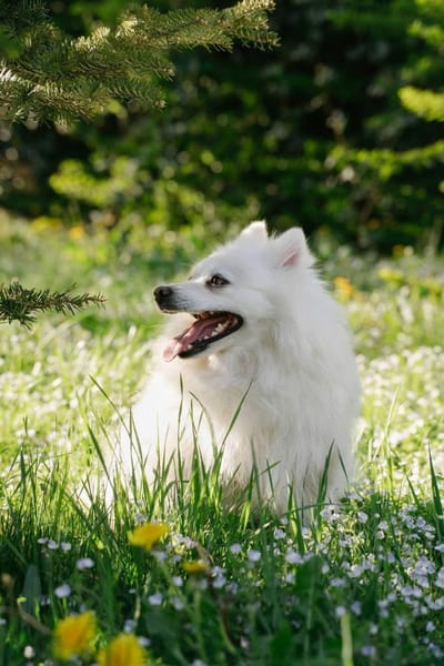 Charlie sucht sein liebevolles Zuhause