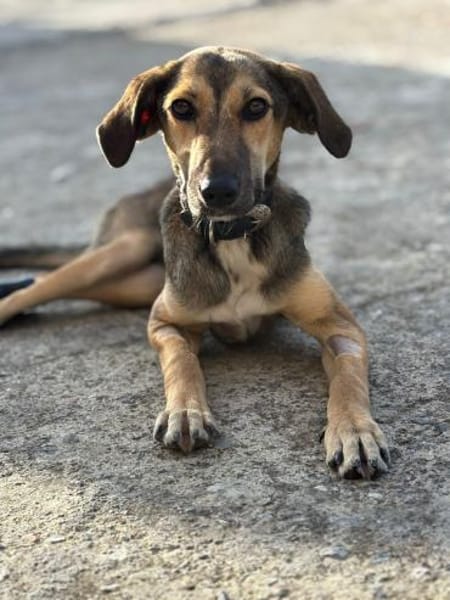 JUNO, verspielter Sonnenschein sucht