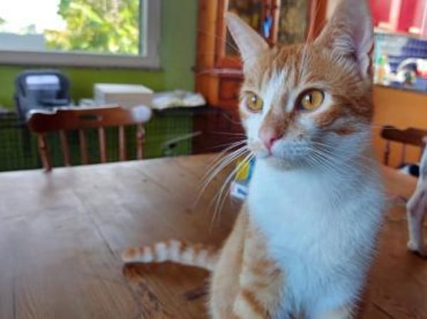 Hübscher Manu sucht liebevolles Zuhause