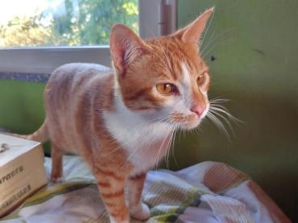 Hübscher Manu sucht liebevolles Zuhause