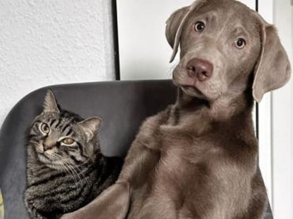 Antonio hofft auf seine neue Chance