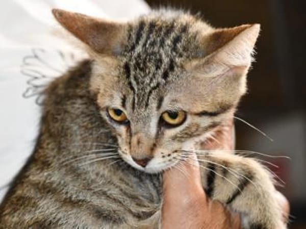 Priscilla sucht eigenes Körbchen