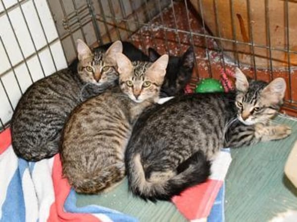 Priscilla sucht eigenes Körbchen