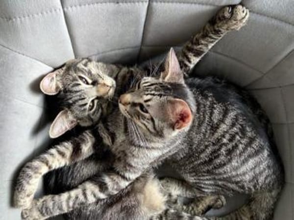 Arnaldo hofft auf seine zweite Chance