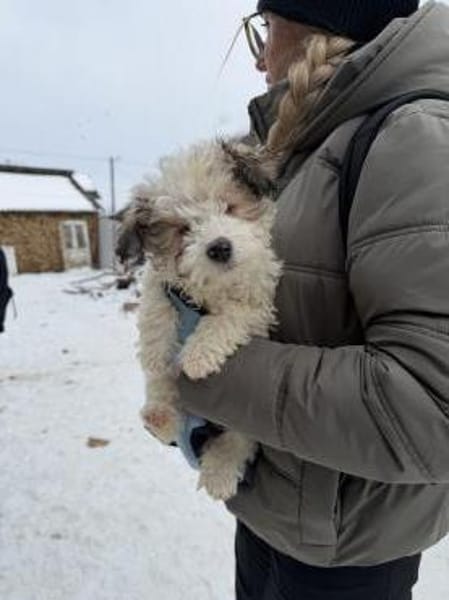 Pino - Zuhause gesucht