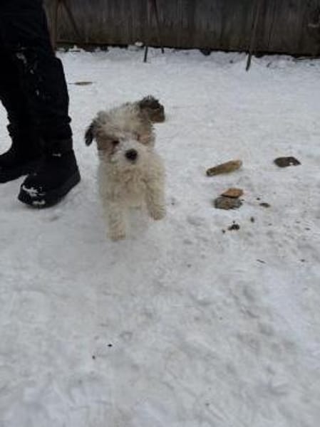 Pino - Zuhause gesucht