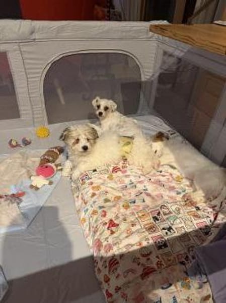 Pino - Zuhause gesucht