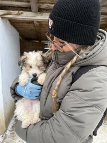 Pino - Zuhause gesucht