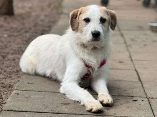 MARLON-wunderschöner Rüde, 54 cm