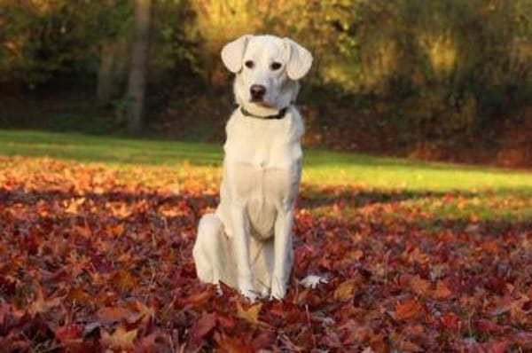 Yang - eine ganz besondere Hündin sucht