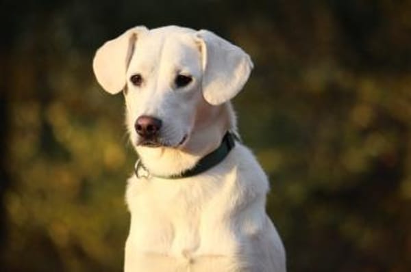 Yang - eine ganz besondere Hündin sucht