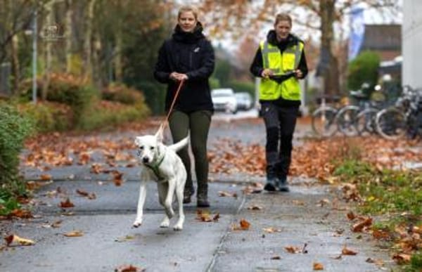 Yang - eine ganz besondere Hündin sucht