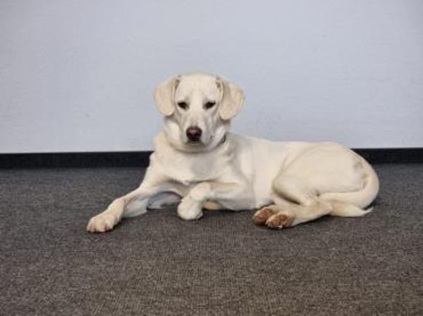 Yang - eine ganz besondere Hündin sucht