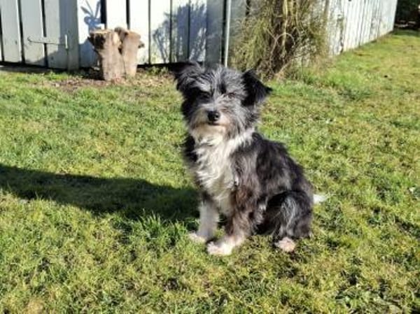 BOARU, kleiner Charmeur sucht