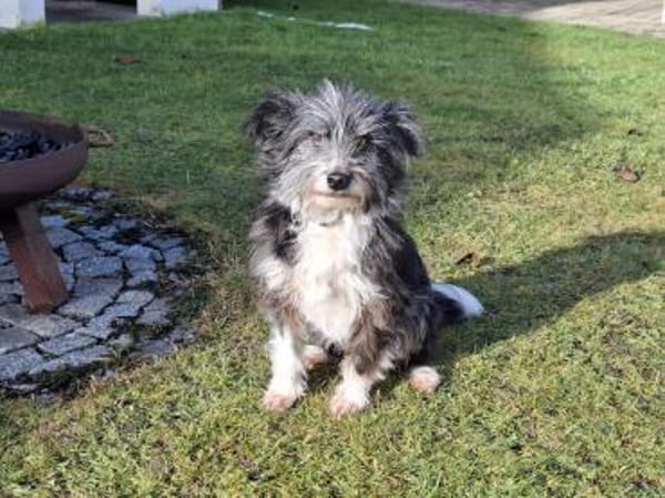 BOARU, kleiner Charmeur sucht