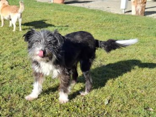 BOARU, kleiner Charmeur sucht