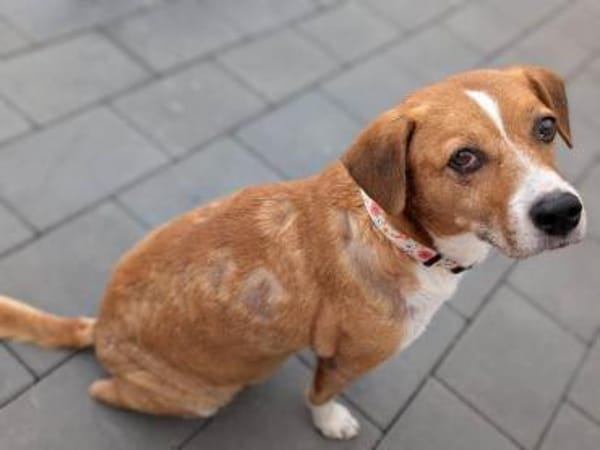 Lucero ist ein toller Familienbegleiter