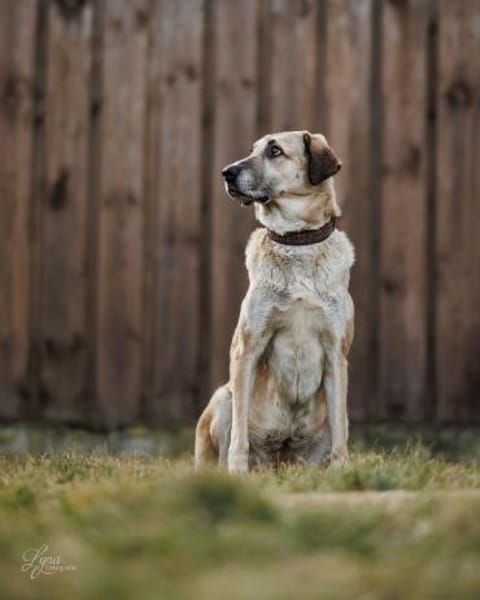 Samanta sucht ihr endgültiges Zuhause