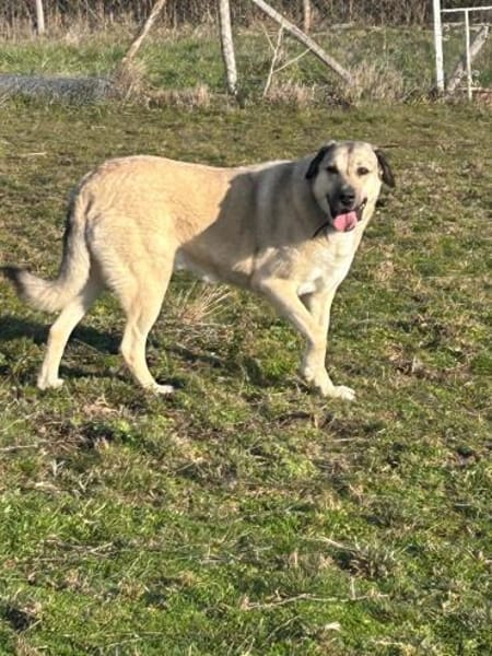 Sandra eine Seele von Hund