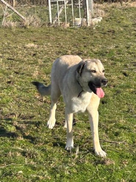 Sandra eine Seele von Hund