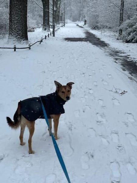 Zauberhafter Bunny sucht sein Zuhause