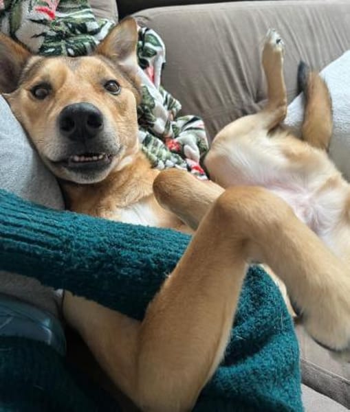 Zauberhafter Bunny sucht sein Zuhause